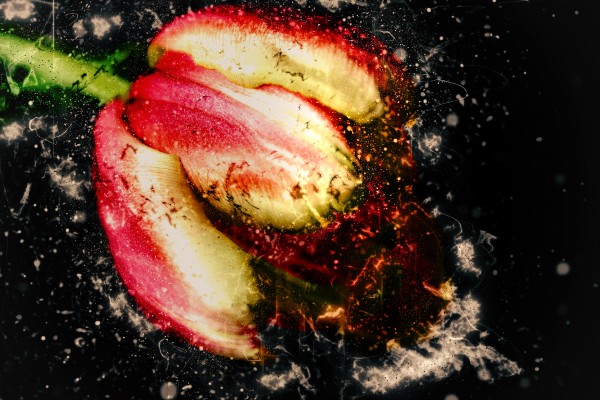 one tulip by Dagmar Marina